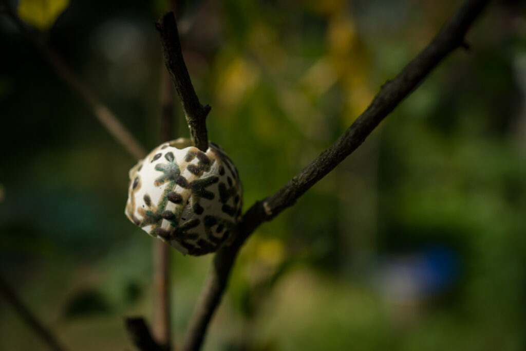From Shell to Story – photo 3