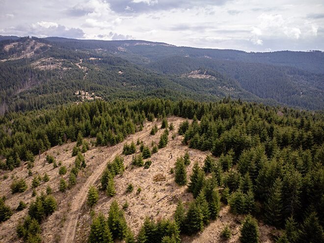 Aerial view of a reforested hillside