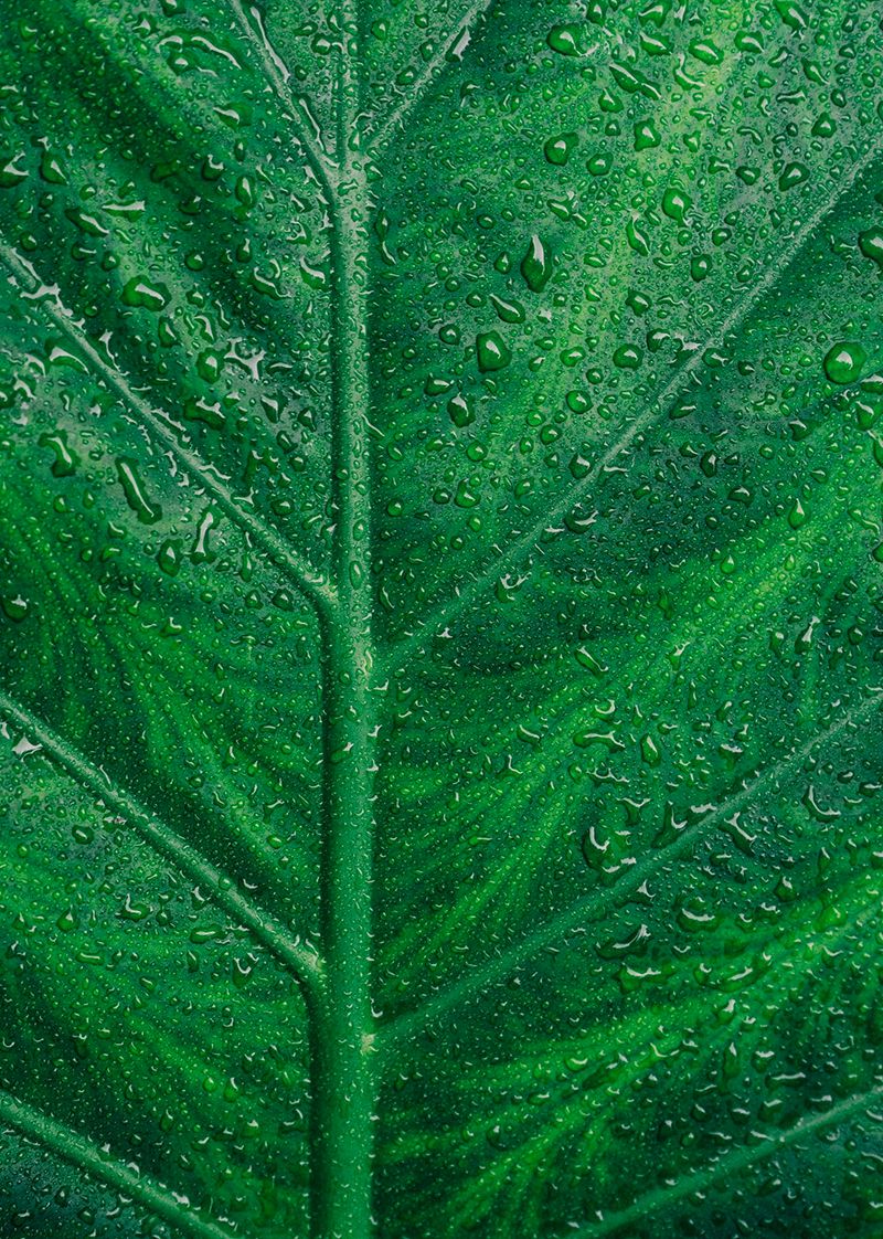 Always Green Campaign – photo 1
