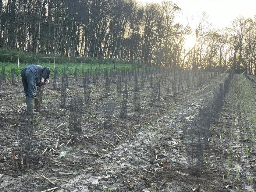 Volunteers planting in Belgium