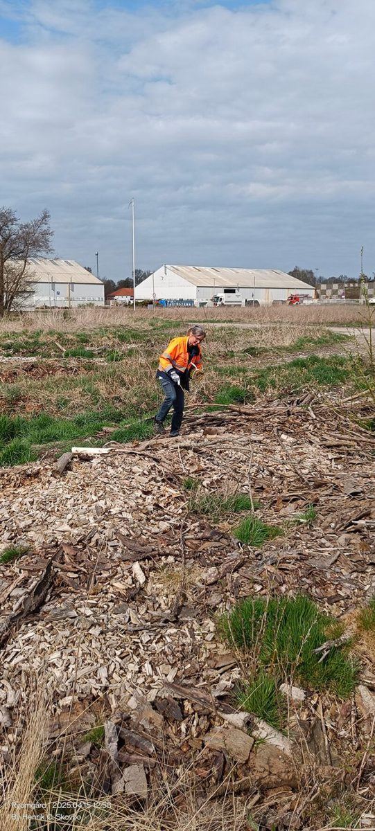 Volunteers planting in Denmark