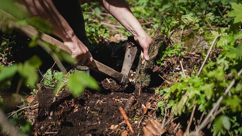 Planting on a hillside in Slovakia
